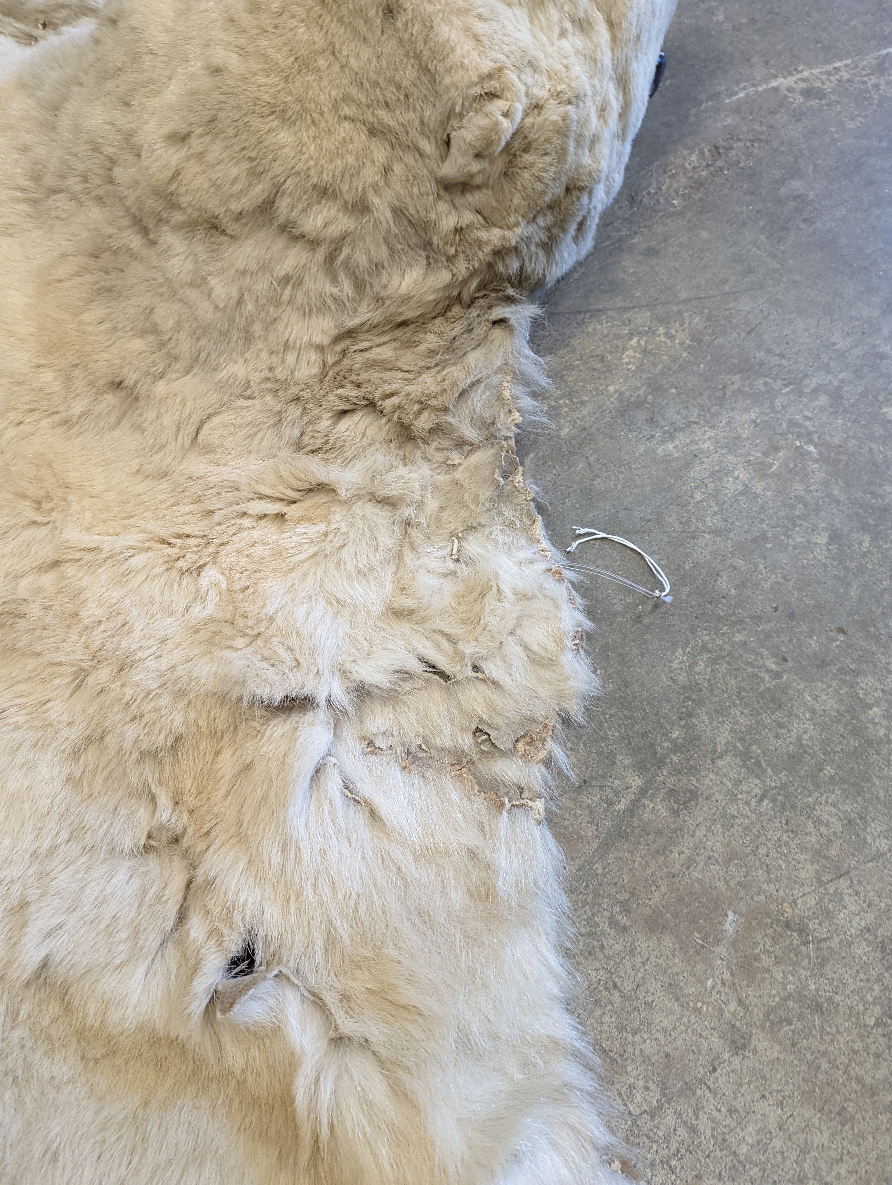 Taxidermy, Polar bear skin (Yrsus Maritimus), a large adult skin rug with head mount, mouth open, pads with claws, backed onto canvas, nose to tail approx. 260cm